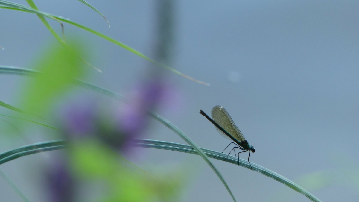 Bio Institut Lybellule
