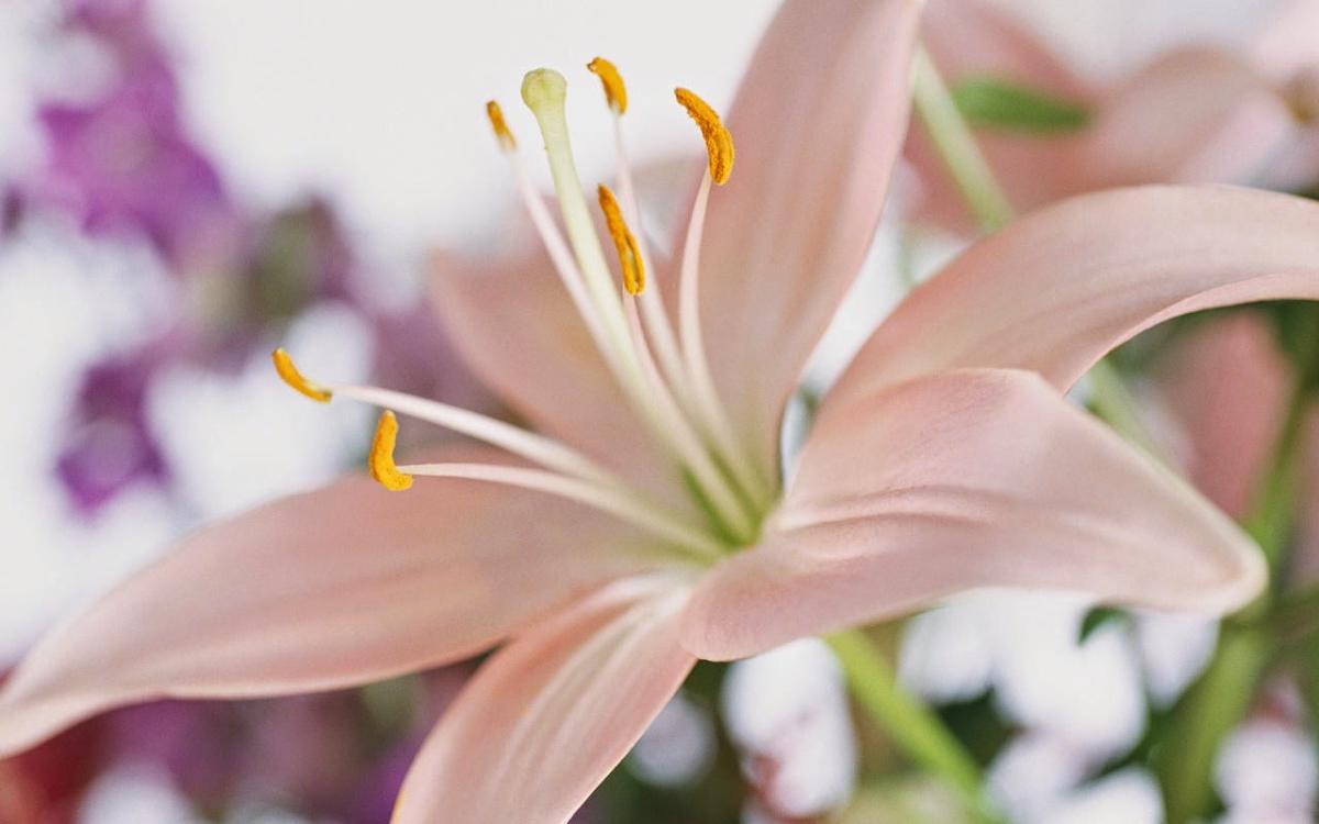 Le Temps d'une Pause