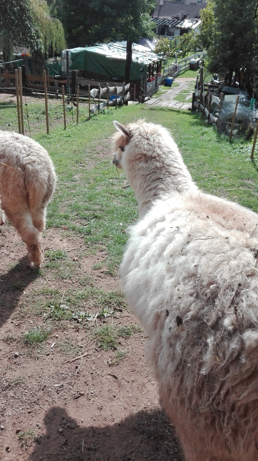 Haenel Wetta Maryline