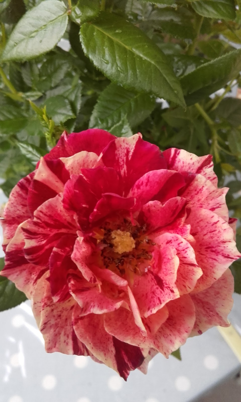 Nocibé - BORDEAUX BOULIAC