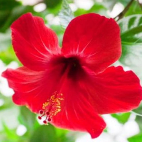 Pétale d'Hibiscus