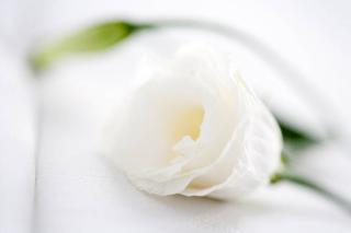 Salon de Manucure L'Âme Couronne 0