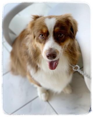 Salon de Manucure Esthétic Dog 0