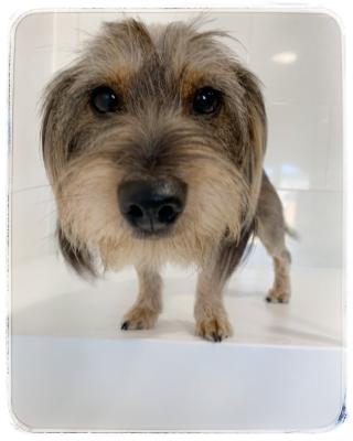 Salon de Manucure Esthétic Dog 0