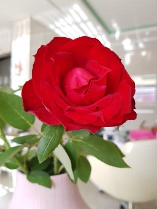 Salon de Manucure Jasmin nail spa 0