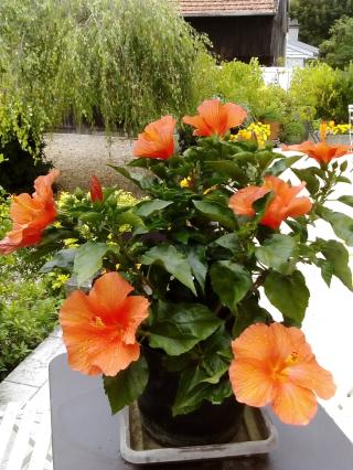 Salon de Manucure Institut Jade 2