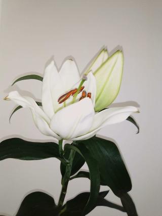 Salon de Manucure GO PARIS INSTITUT 0